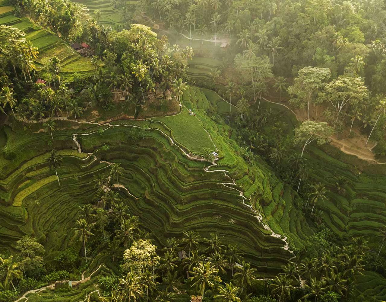 tegallalang-rice-terraces-in-bali-2021-08-30-13-39-32-utc